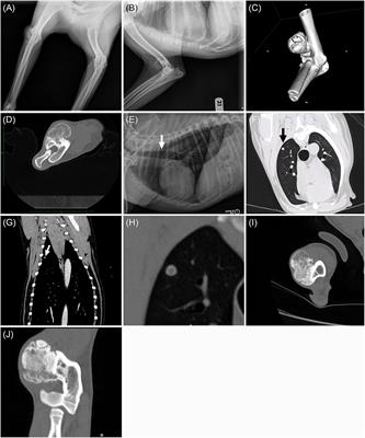 Case Report: Metastatic Parosteal Osteosarcoma in a Dog